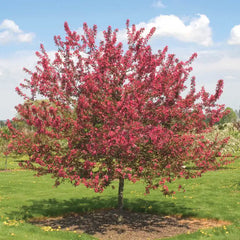 Prairie Fire Crabapple Tree