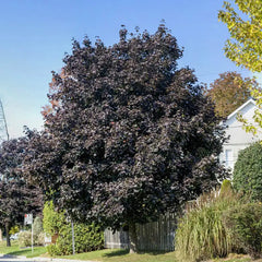Crimson King Maple