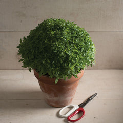 Spicy Bush Basil Seed
