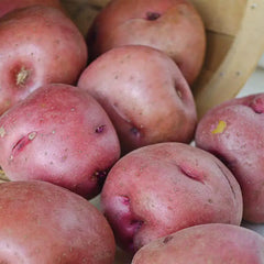 Red Pontiac Potato