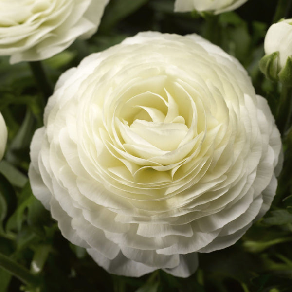 white Ranunculus Corms Bulbs Persian Buttercup Growing Bonsai Roots Rhizomes Tubers Potted Planting Reblooming Fragrant Garden Species Blooms Flower Seeds Plant Gardening