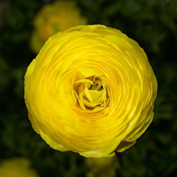Ranunculus Yellow Corms Bulbs Growing Bonsai Roots Rhizomes Tubers Potted Planting Reblooming Fragrant Garden Species Blooms Flower Seeds Plant Gardening
