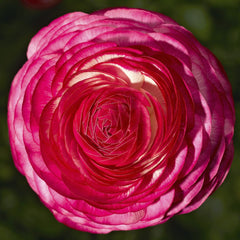 Rose delight Ranunculus Bulbs  Corms Growing Bonsai Roots Rhizomes Tubers Potted Planting Reblooming Fragrant Garden Species Blooms Flower Seeds Plant Gardening
