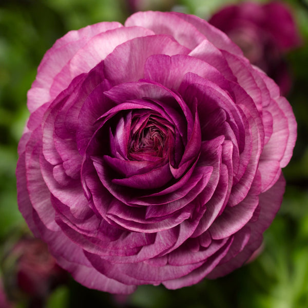Purple Ranunculus  Corms Bulbs Growing Bonsai Roots Rhizomes Tubers Potted Planting Reblooming Fragrant Garden Species Blooms Flower Seeds Plant Gardening