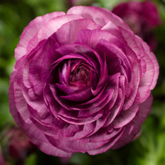 Purple Ranunculus  Corms Bulbs Growing Bonsai Roots Rhizomes Tubers Potted Planting Reblooming Fragrant Garden Species Blooms Flower Seeds Plant Gardening
