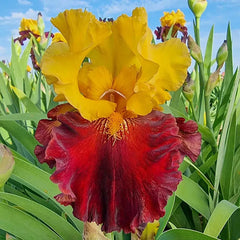 Kathy Chilton Bearded Iris