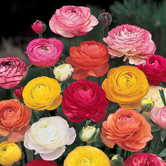 Ranunculus Bulbs Peppermint Twist Ranunculus Duet Corms Growing Bonsai Roots Rhizomes Tubers Potted Planting Reblooming Fragrant Garden Species Blooms Flower Seeds Plant Gardening