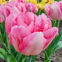 Foxtrot Double Tulip