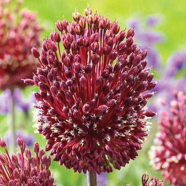 Red Mohican Allium