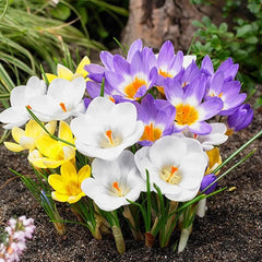 Three Cheers Crocus Mix