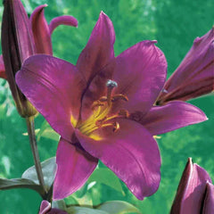 Purple Prince Lily Tree