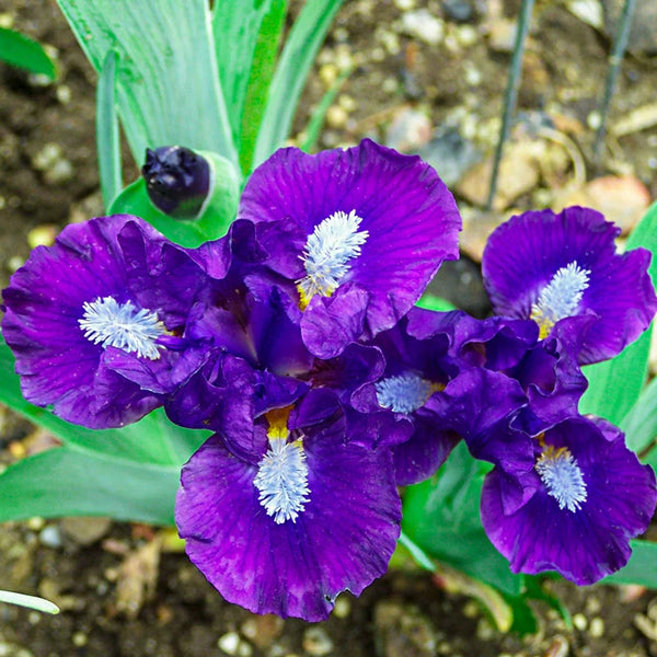 Trajectory Dwarf Bearded Iris