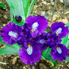 Trajectory Dwarf Bearded Iris