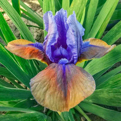 Blueberry Tart Dwarf Reblooming Bearded Iris