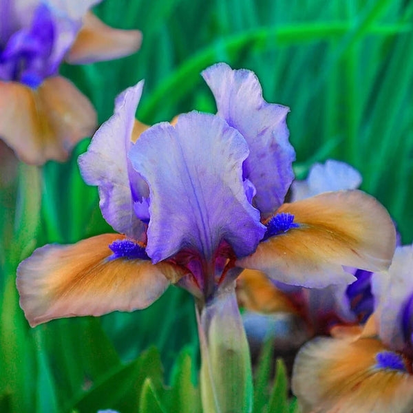 Blueberry Tart Dwarf Reblooming Bearded Iris