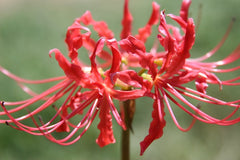 Lycoris Radiata Bulbs Spider Lily Hurricane Cluster Amayllis Growing Bonsai Roots Rhizomes Corms Tubers Potted Planting Reblooming Fragrant Garden Species Blooms Flower Seeds Plant Gardening