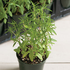 Compact Summer Savory Herb Seed