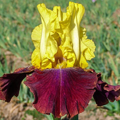Blatant Reblooming German Iris