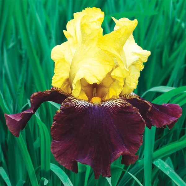Blatant Reblooming German Iris