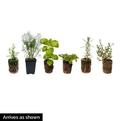 Sage Herb — Plant