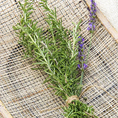 Rosemary Herb — Plant
