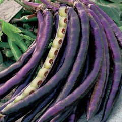Cowpea, Pinkeye Purple Hull Seeds, 22.8g