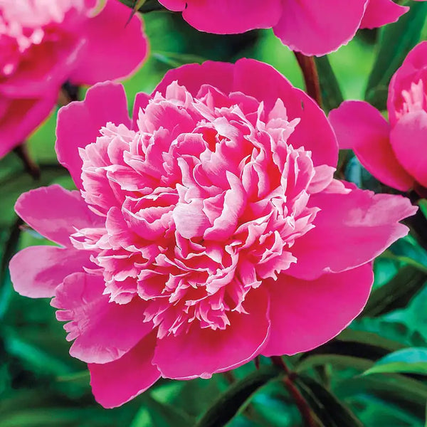 Madame Emile Debatene Peony