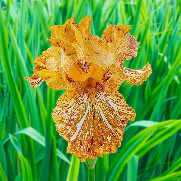 Tiger Honey Bearded Iris