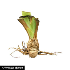 Catch Astar Bearded Iris