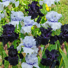 Magical Moments Bearded Iris Duet
