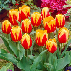 Keizerskroon Tulip