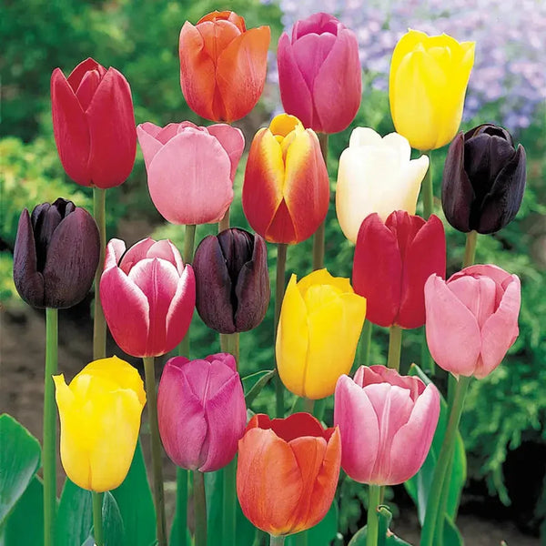 Cream-of-the-Crop Tulip Mixture Super Sak