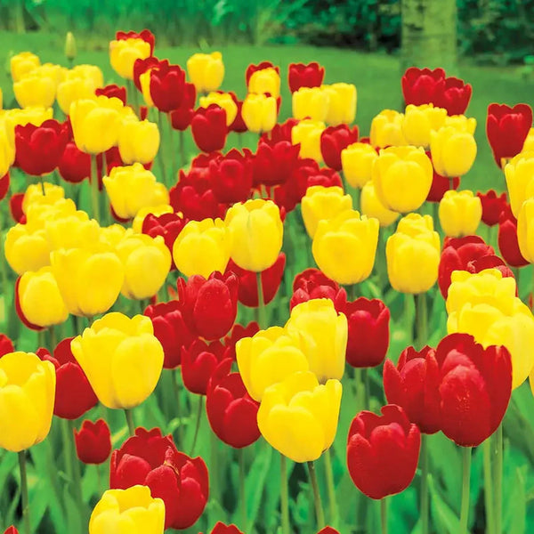 Long-Stemmed Perennial Tulip Duet Super Sak