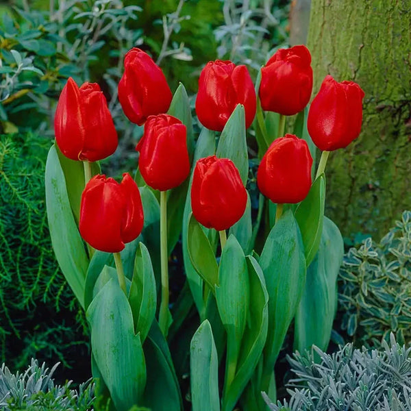 Escape Tulip Super Sak