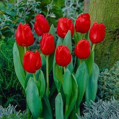 Escape Super Sak Tulip