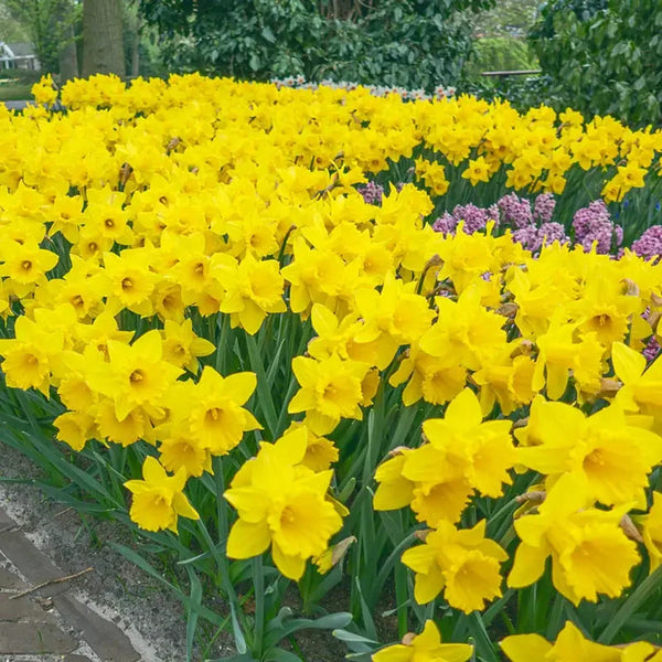 Yellow Trumpet Daffodil Super Sak
