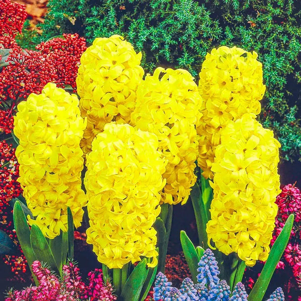 City of Haarlem Hyacinth
