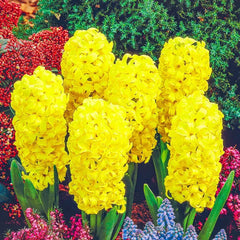Hyacinth City Of Haarlem
