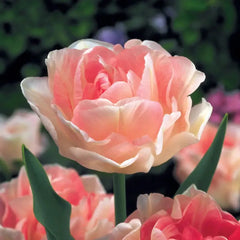Tulip Angelique