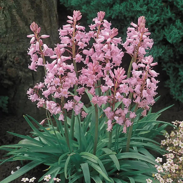 Spanish Pinkbells