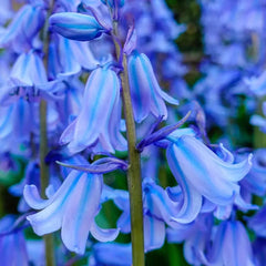 Spanish Bluebells