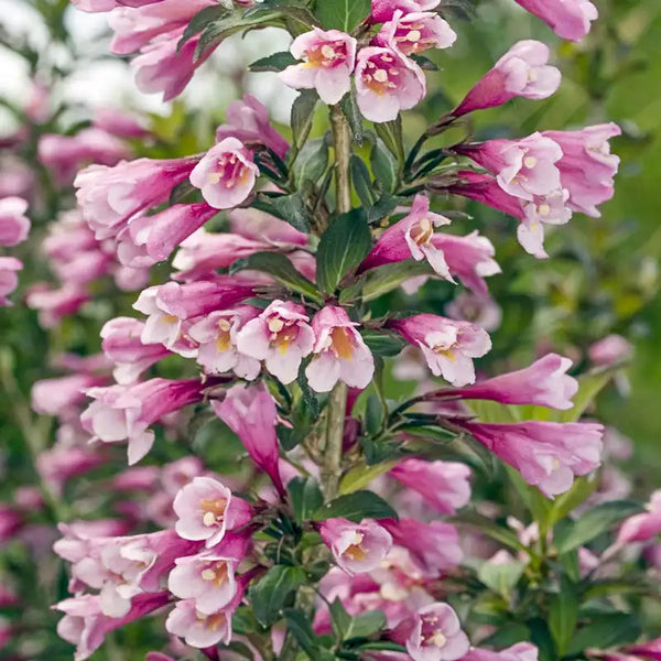 Java Red Weigela