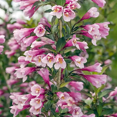 Java Red Weigela Bundle