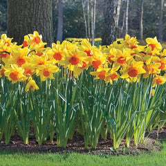 Juanita Daffodil