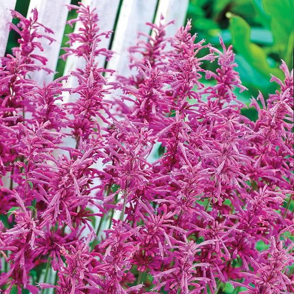 Tutti Frutti Hummingbird Mint