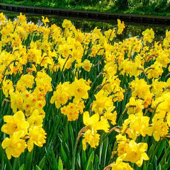 3 Months of Yellow Daffodils