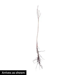 Purple Smoketree