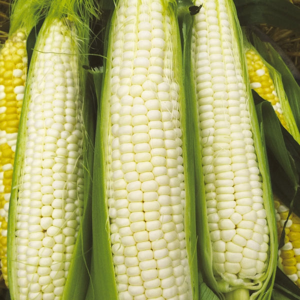Sweet Corn, Silver Queen Hybrid Seeds, 16.6g