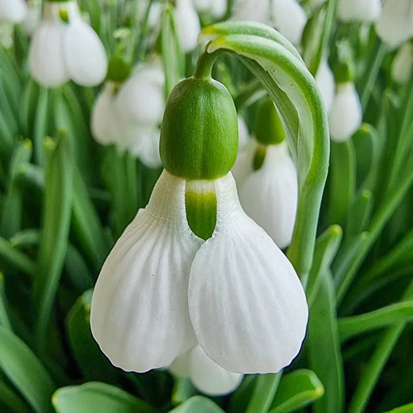 Beluga Giant Snowdrops