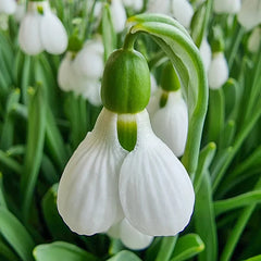 Beluga Giant Snowdrops